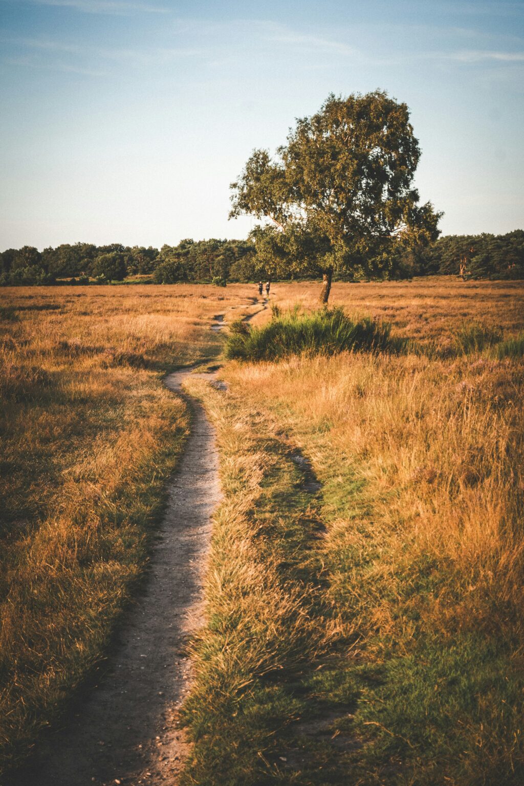 Wandelpad door Nederlandse heide in avondlicht
