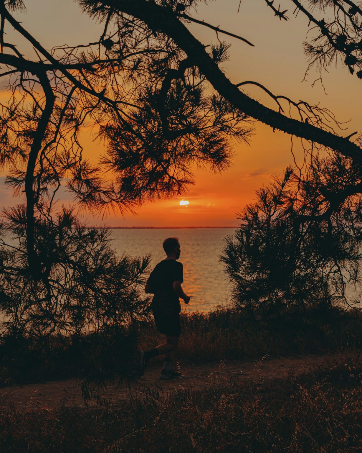 Hardloper in avondlicht tussen pijnbomen bij water